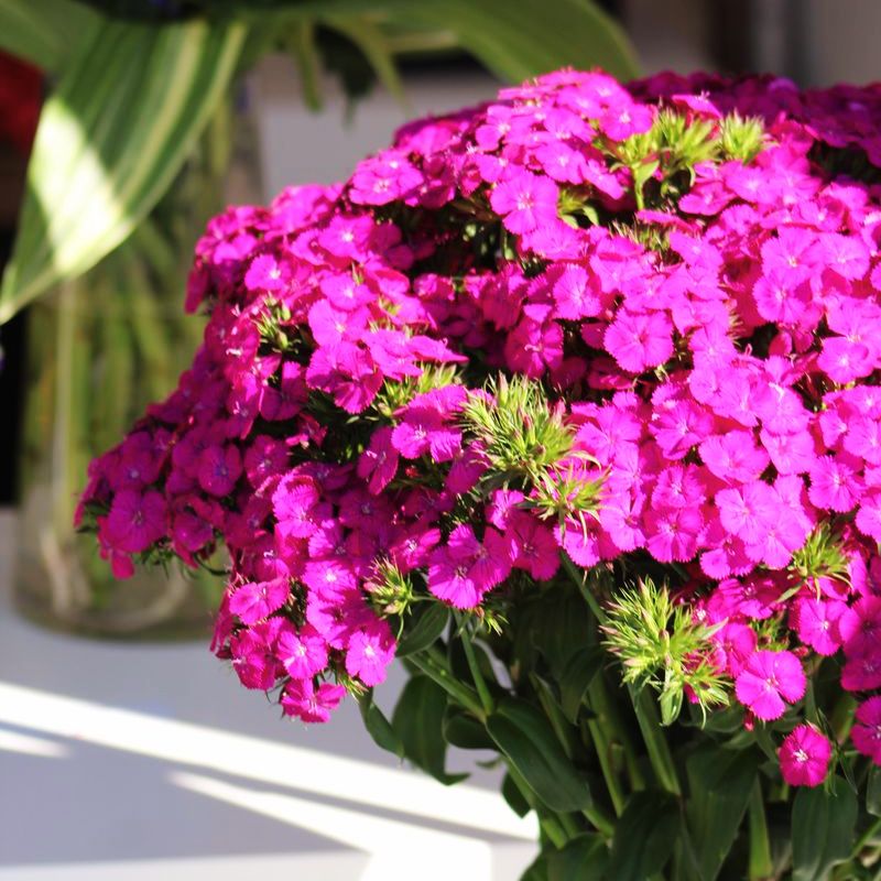 Dianthus Sweet Neon Purple F1 Seed