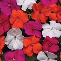 Impatiens Beacon Lindau mix Improved F1 Seed