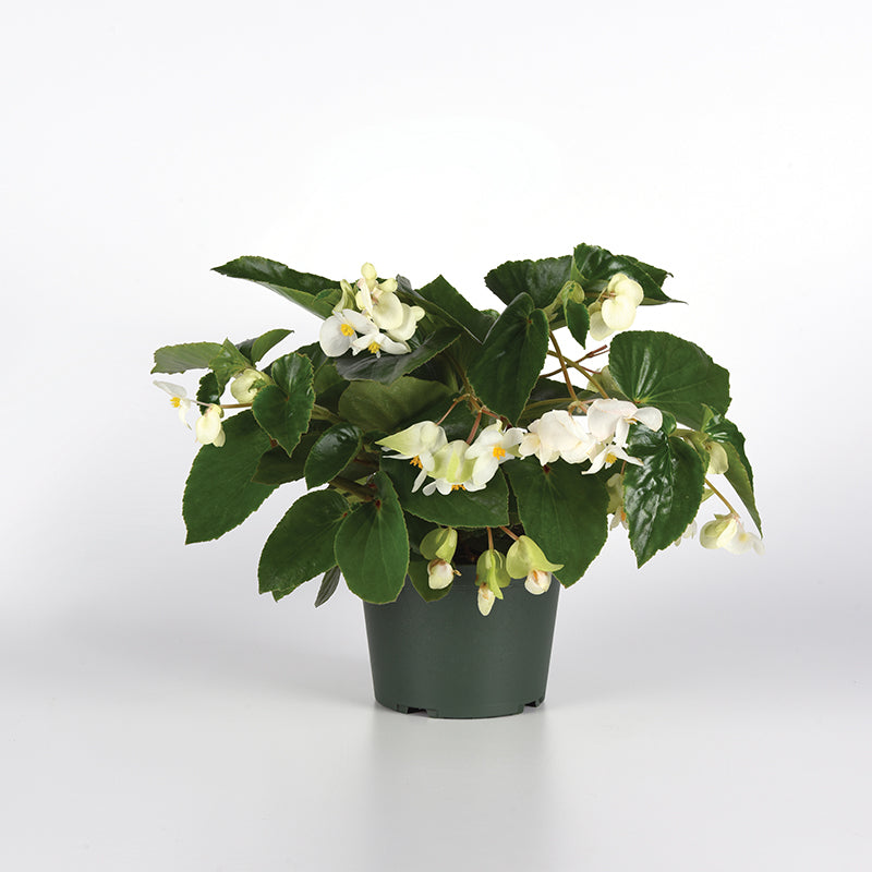 Begonia Dragon Wing White Improved F1 Seed