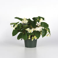 Begonia Dragon Wing White Improved F1 Seed