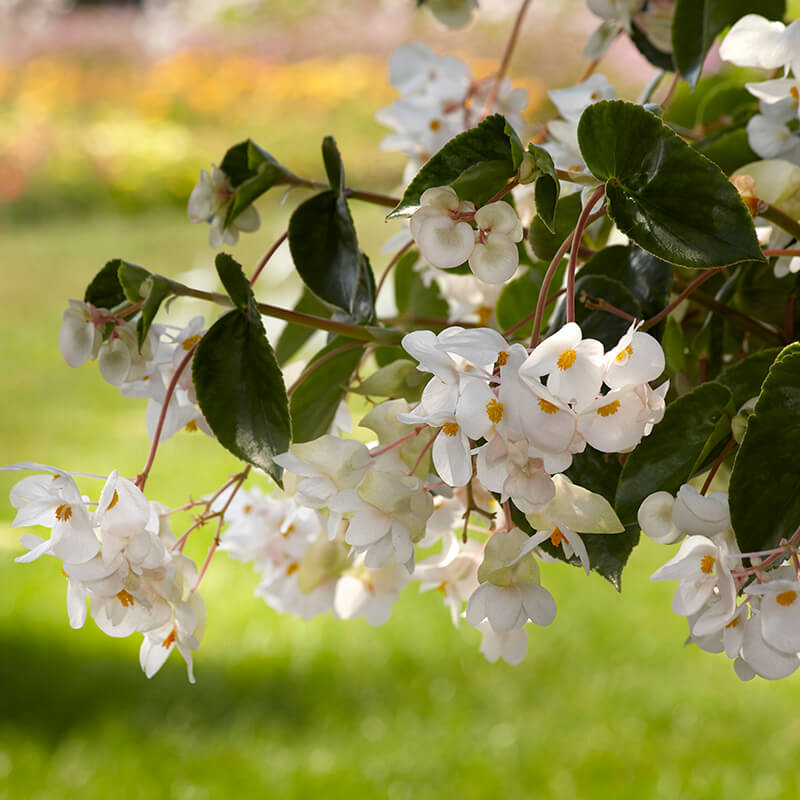 Begonia Dragon Wing White Improved F1 Seed