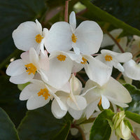 Begonia Dragon Wing White Improved F1 Seed