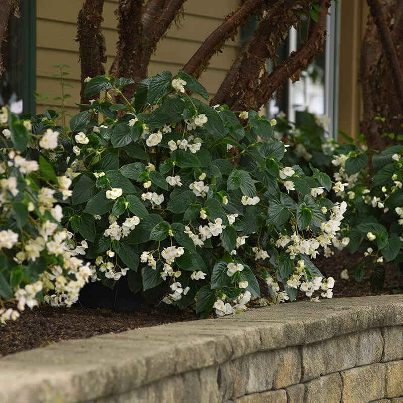Begonia Dragon Wing White Improved F1 Seed