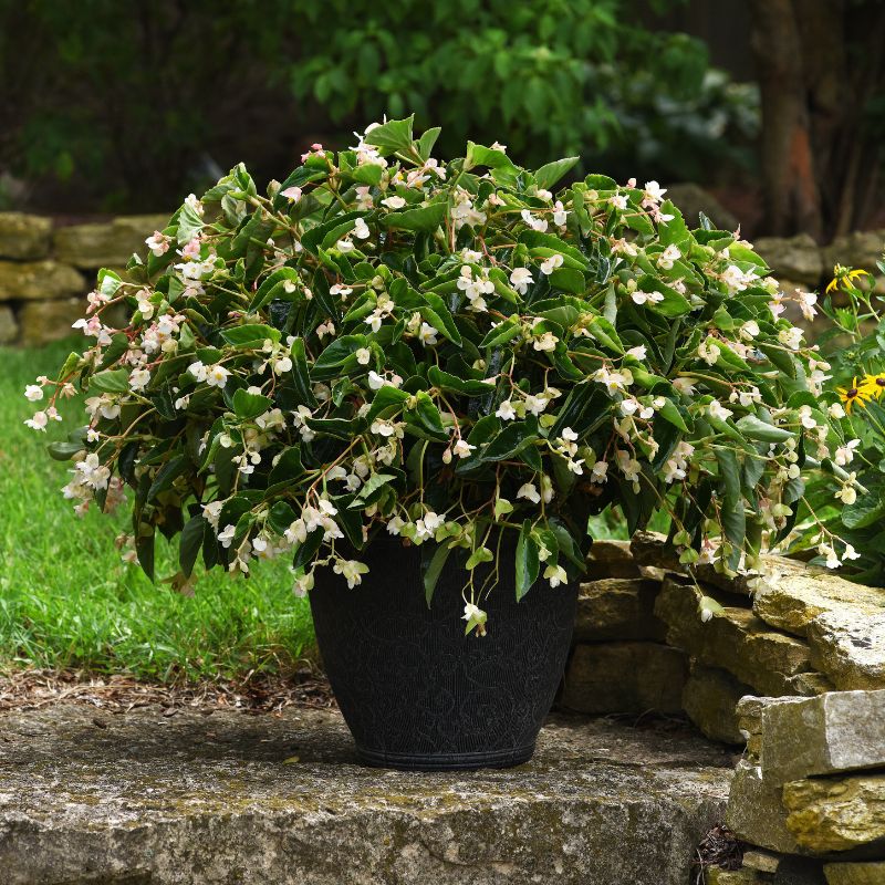 Begonia Dragon Wing White Improved F1 Seed