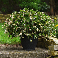 Begonia Dragon Wing White Improved F1 Seed