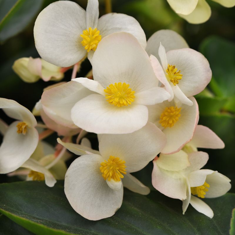 Begonia Dragon Wing White Improved F1 Seed