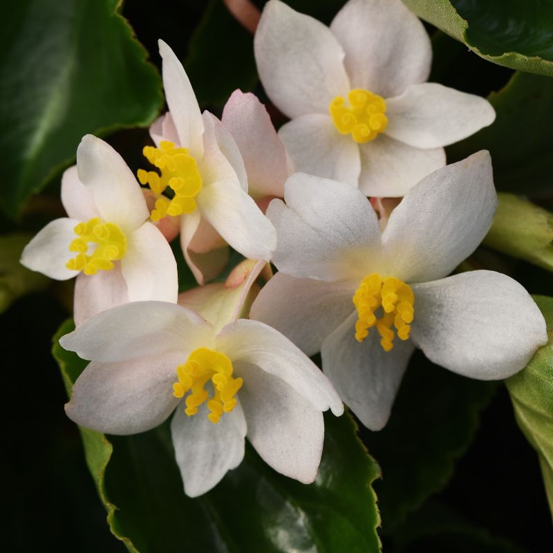 Begonia Dragon Wing White Improved F1 Seed