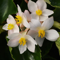 Begonia Dragon Wing White Improved F1 Seed