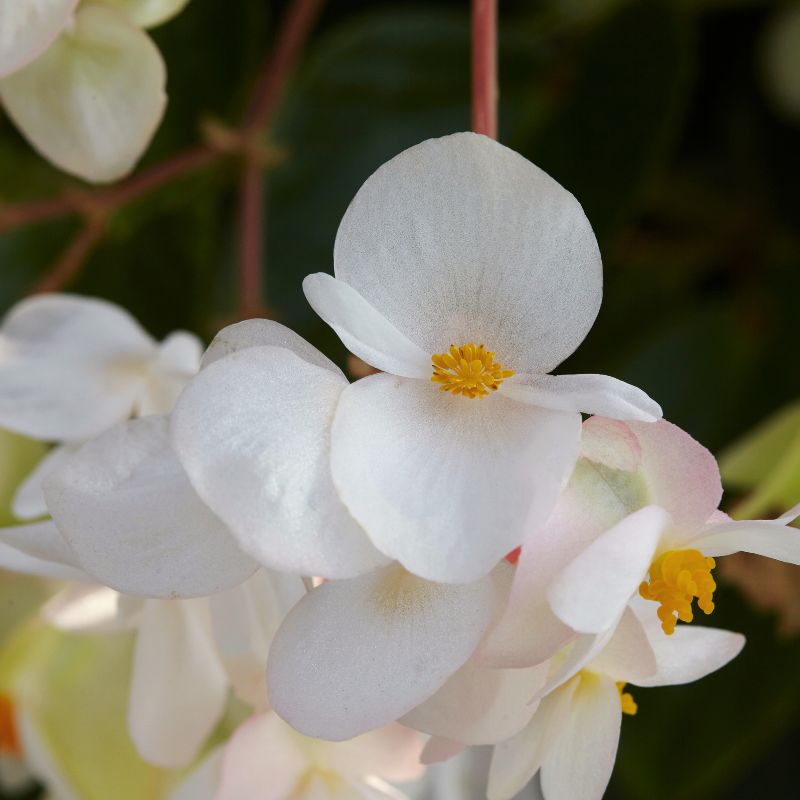 Begonia Dragon Wing White Improved F1 Seed
