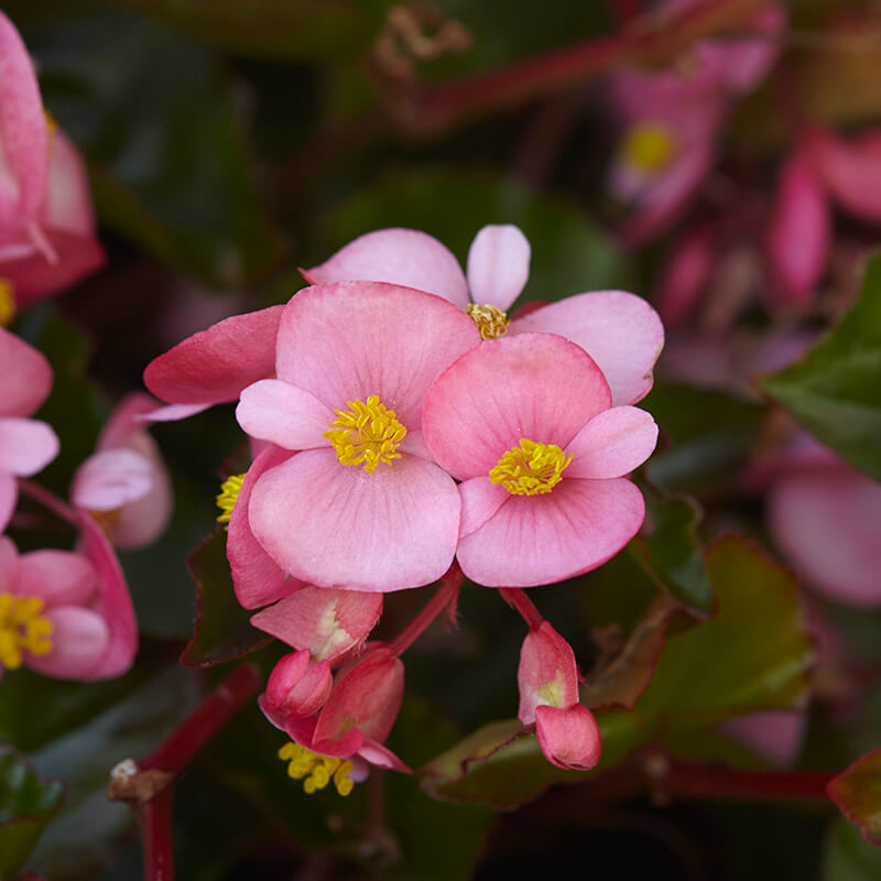 Begonia Hula Pink F1 Seed