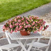 Begonia Hula Pink F1 Seed