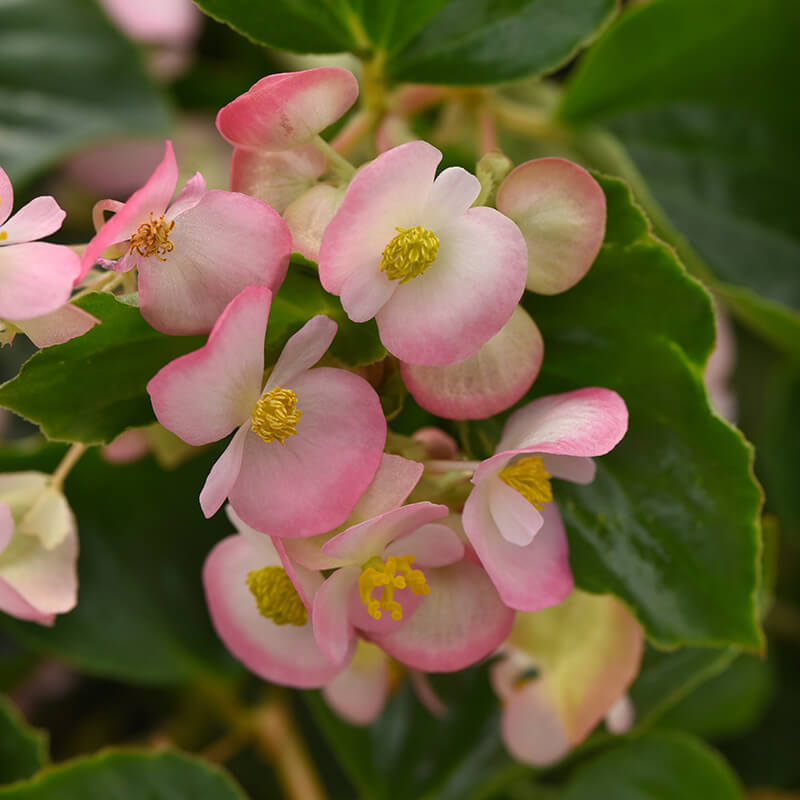 Begonia Hula Pink F1 Seed