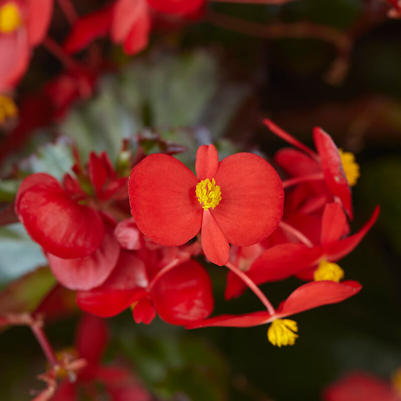 Begonia Hula Red F1 Seed
