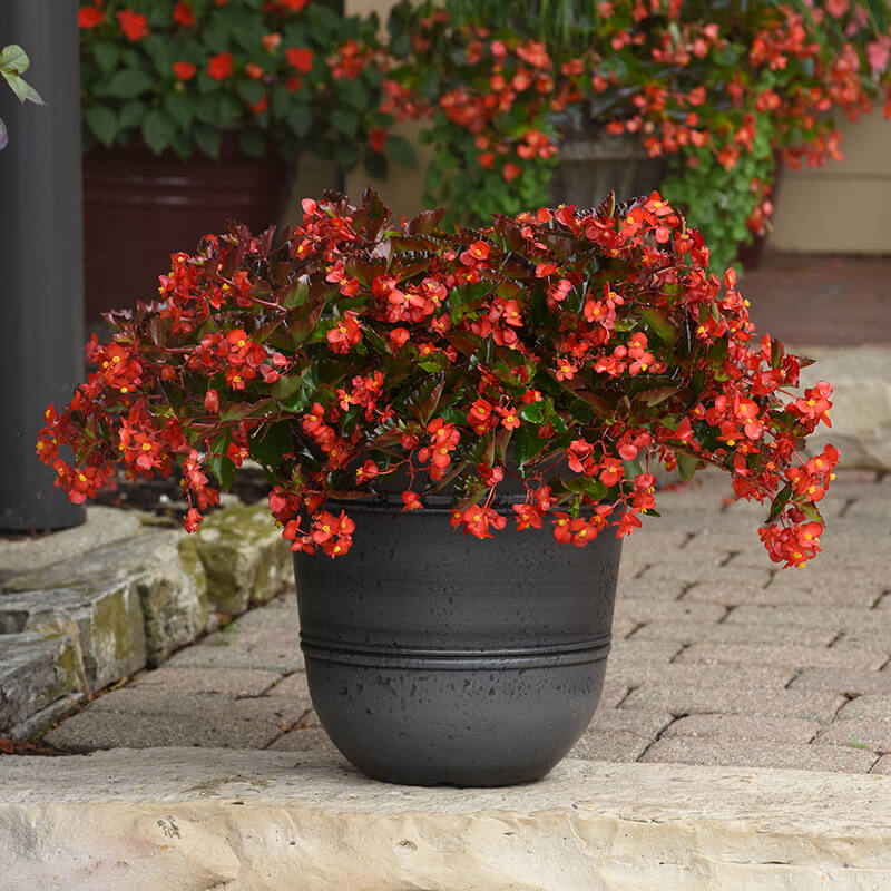 Begonia Hula Red F1 Seed