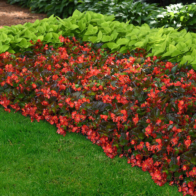 Begonia Hula Red F1 Seed