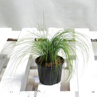 Stipa Pony Tails Seed