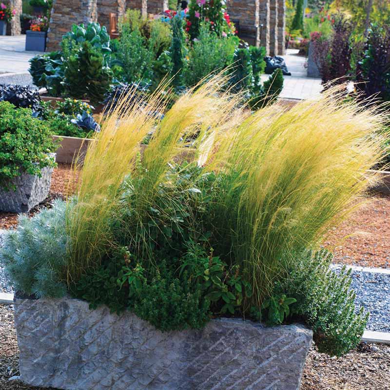 Stipa Pony Tails Seed