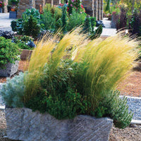 Stipa Pony Tails Seed