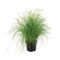 Stipa Pony Tails Seed