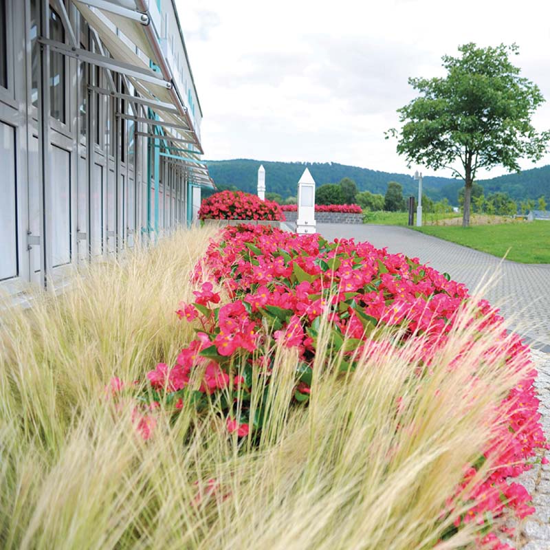 Stipa Pony Tails Seed