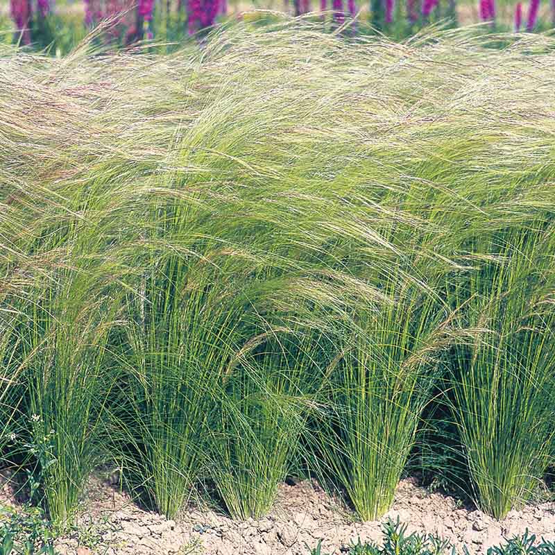 Stipa Pony Tails Seed