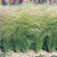 Stipa Pony Tails Seed
