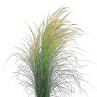 Stipa Pony Tails Seed