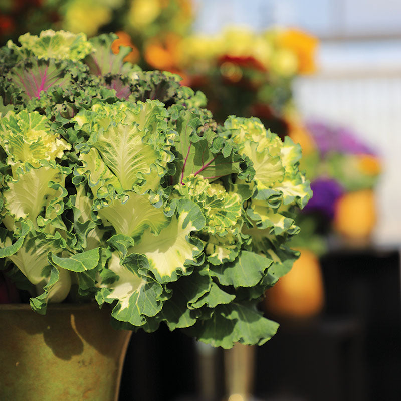 Ornamental Kale Crane Ruffle White F1 Seed