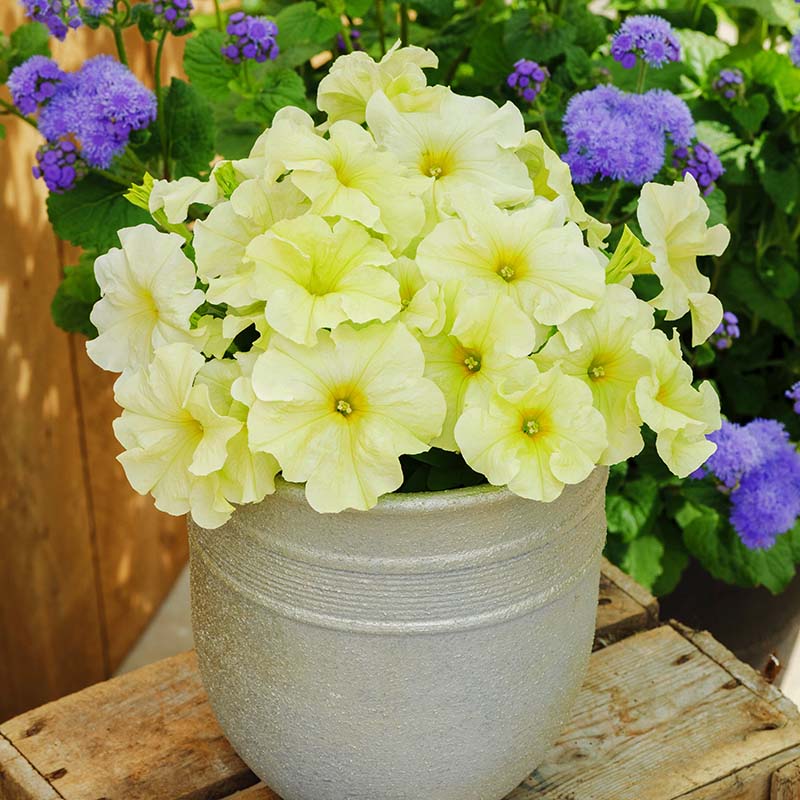 Petunia Limbo GP Pastel Mix F1 Seed