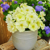 Petunia Limbo GP Pastel Mix F1 Seed