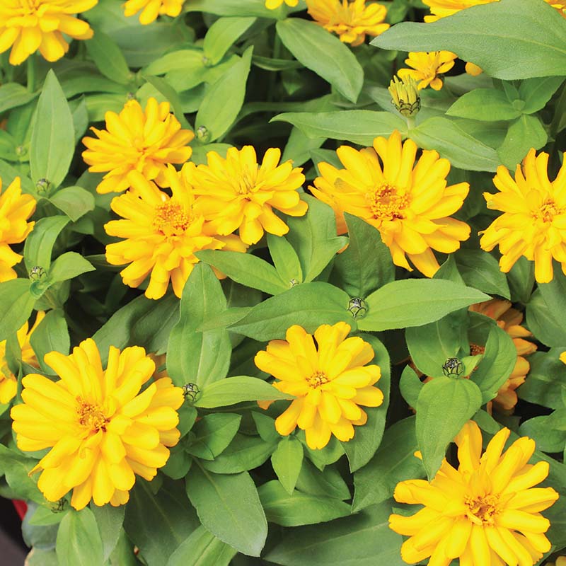 Zinnia Zydeco Deep Yellow  Seed