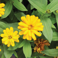 Zinnia Zydeco Deep Yellow  Seed