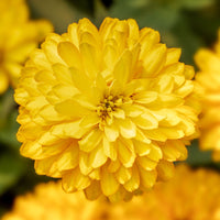 Zinnia Zydeco Deep Yellow  Seed