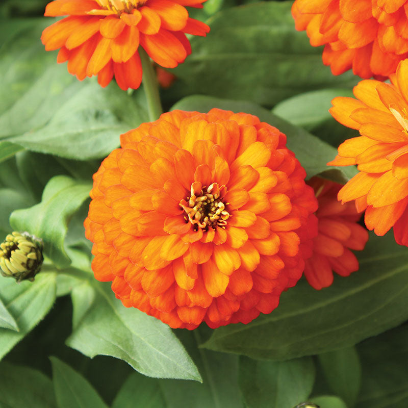 Zinnia Zydeco Fire  Seed