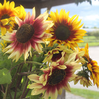 Sunflower Magic Roundabout Mix Seed