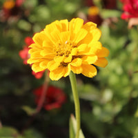 Zinnia Canary Bird Seed