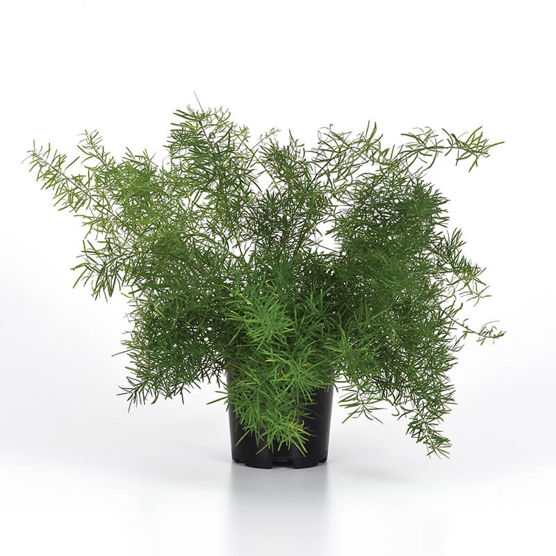 Asparagus Fern Fuzzyfern Frizz Seed