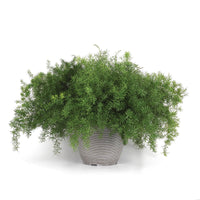 Asparagus Fern Fuzzyfern Frizz Seed