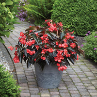 Begonia Dragon Wing Red Bronze Leaf F1 Seed