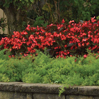Begonia Dragon Wing Red Bronze Leaf F1 Seed
