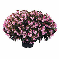 Begonia Stonehedge Light Pink Bronze Leaf F1 Seed