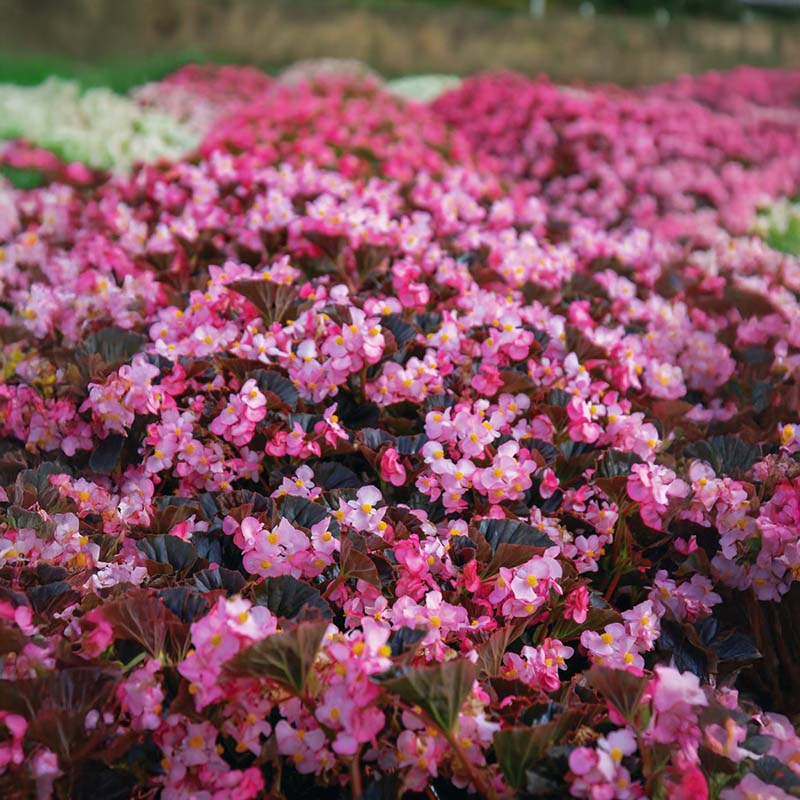 Begonia Stonehedge Light Pink Bronze Leaf F1 Seed