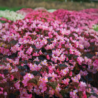 Begonia Stonehedge Light Pink Bronze Leaf F1 Seed