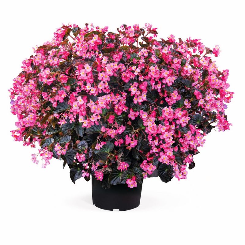Begonia Stonehedge Rose Bronze Leaf F1 Seed