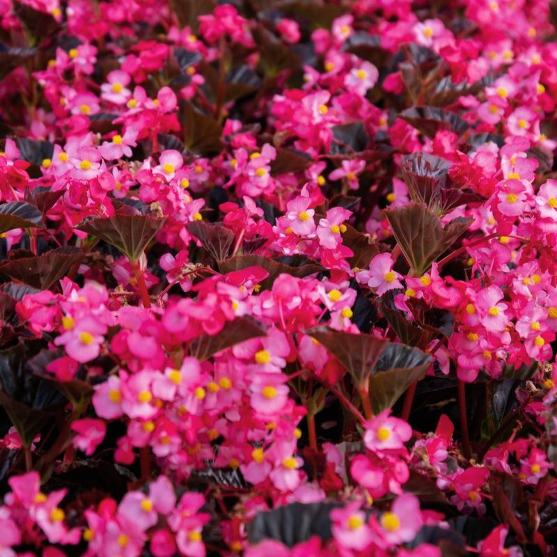 Begonia Stonehedge Rose Bronze Leaf F1 Seed