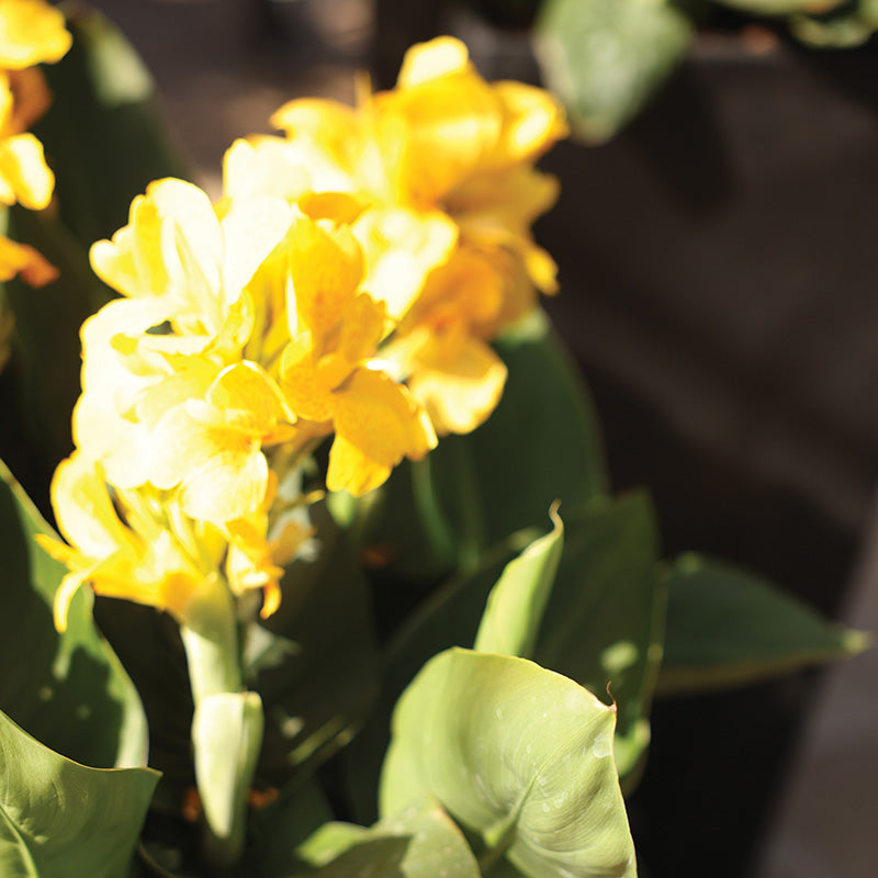 Canna South Pacific Yellow F1 Seed