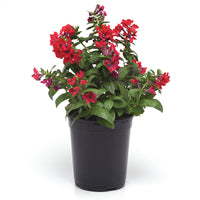 Cuphea Sweet Talk™ Red F1 Seed