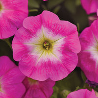 Petunia E3 Easy Wave Sweet Taffy Mix F1 Seed