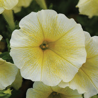 Petunia E3 Easy Wave Sweet Taffy Mix F1 Seed