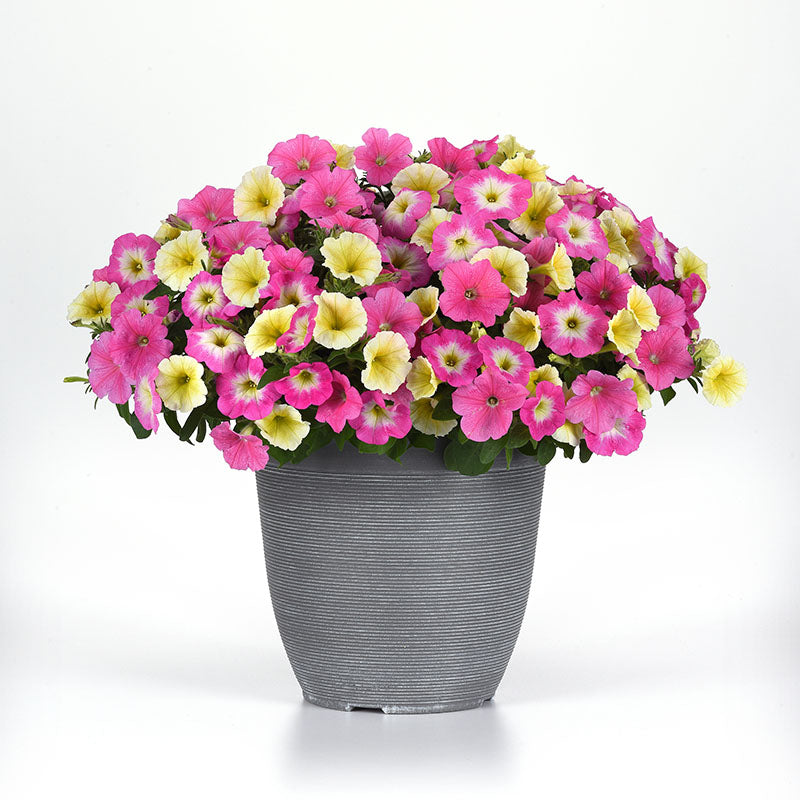 Petunia E3 Easy Wave Sweet Taffy Mix F1 Seed